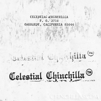 celestial chinchilla trademark loyd sullivan psk violet chinchillas